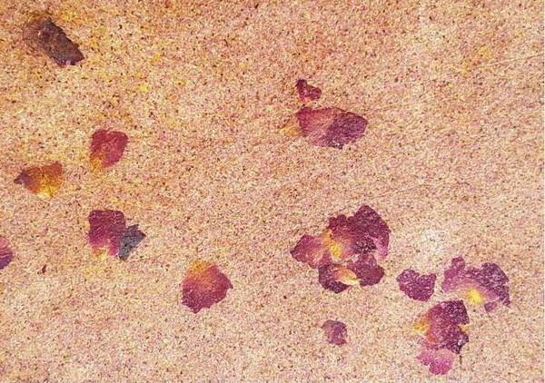 玫瑰花瓣粉系列 玫瑰花瓣粉 + 玫瑰花瓣