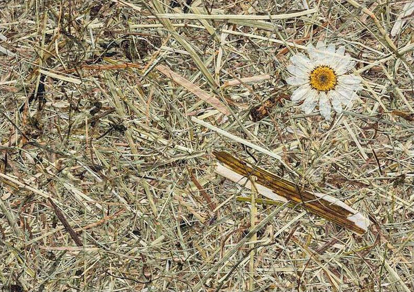 高山乾草系列 高山乾草 + 雛菊