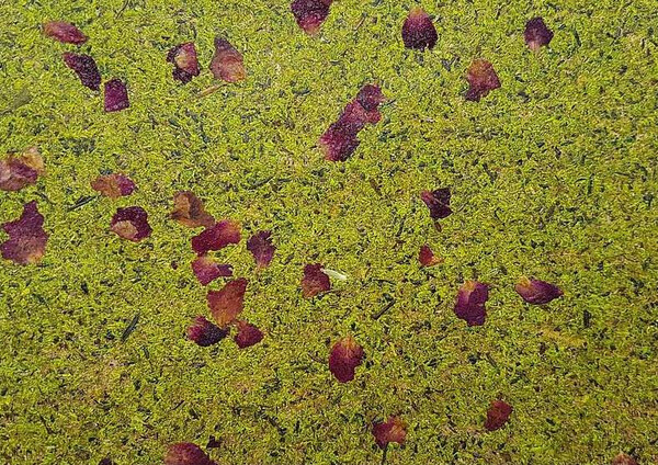 青苔系列 淺綠色青苔 + 紅色玫瑰花瓣