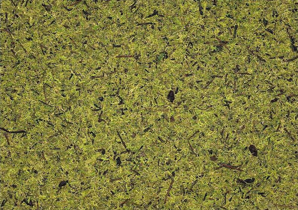 青苔系列 淺綠色青苔