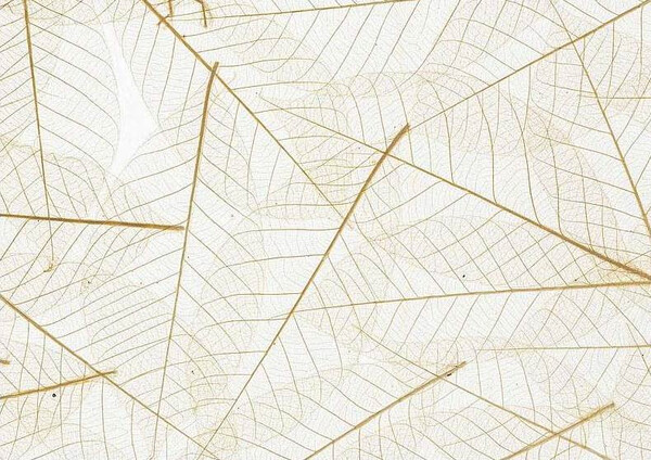 葉片系列 骷髏葉